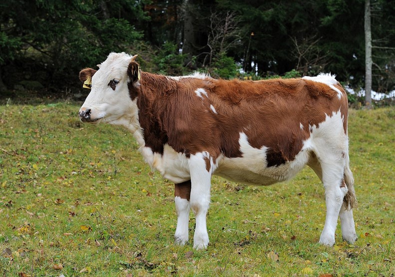 A cow